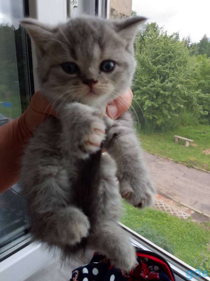 Шотландские котята, фотография 8