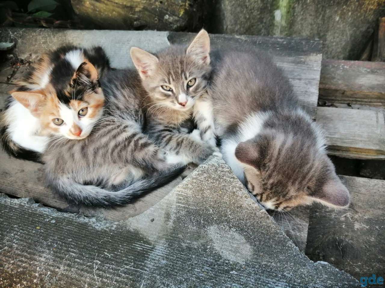 Котята., фотография 1