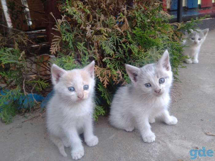 КОТЯТА, фотография 7