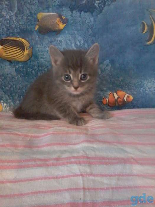 Милые и красивые котята ищут хозяина, фотография 4