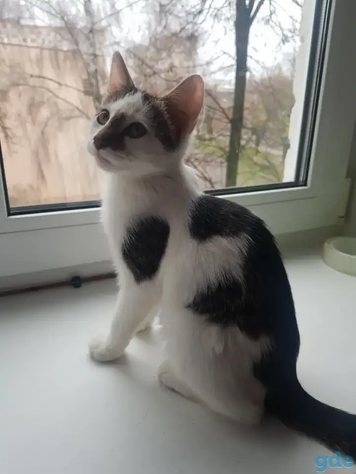 Отдам котёнка в добрые руки, фотография 1