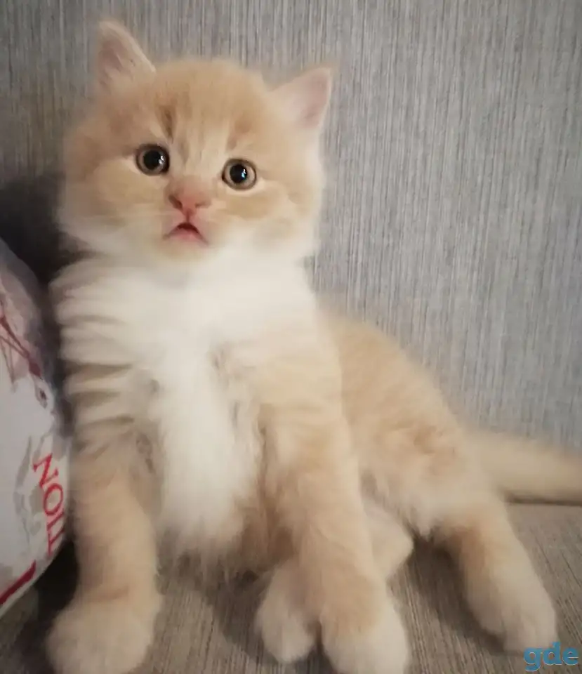 Котенок британский длинношерстный., фотография 2