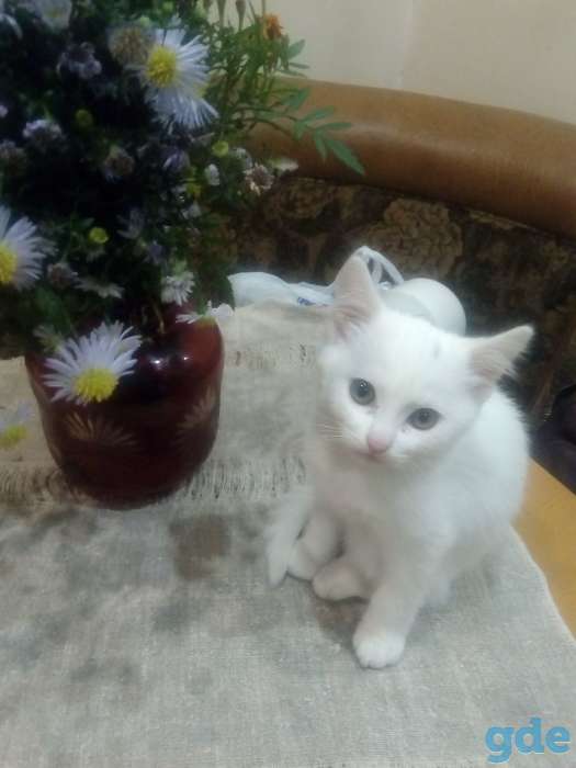 Беленькая кошечка ищет заботливого хозяина, фотография 1
