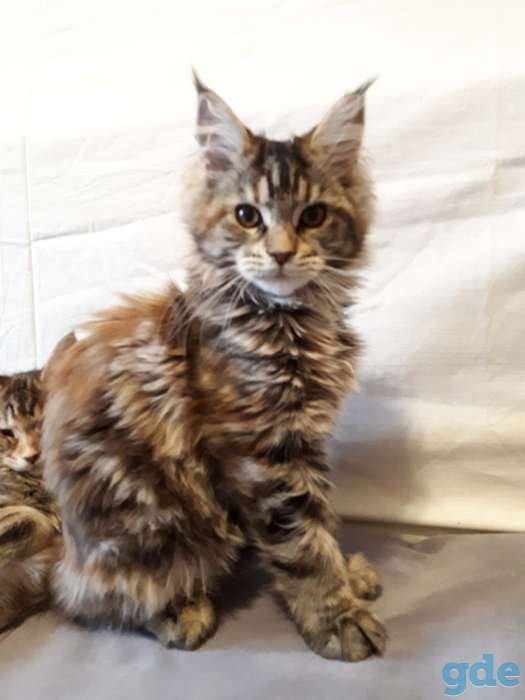 Котята Мейн Кун, фотография 5