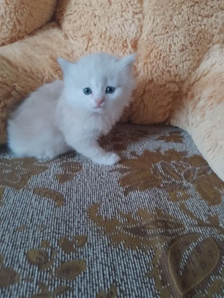 британские котята, фотография 3
