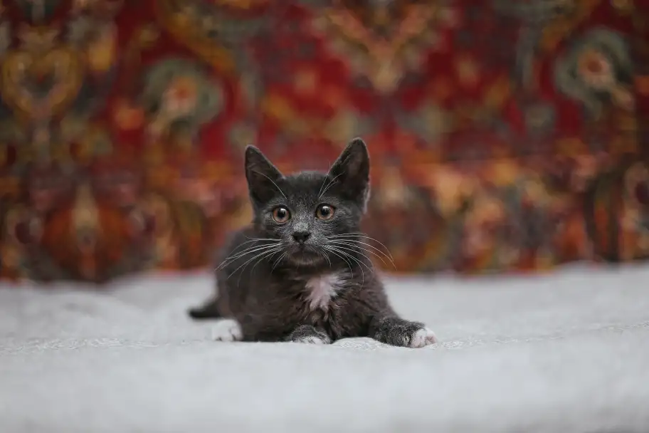 Милейший котеночек Масик мечтает найти семью!, фотография 10