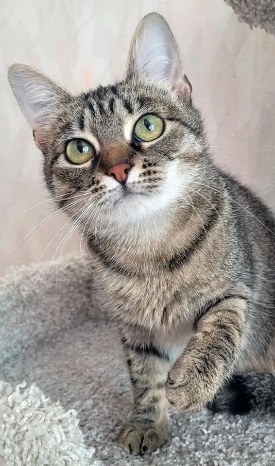 Котенок подросток Манюня, фотография 7