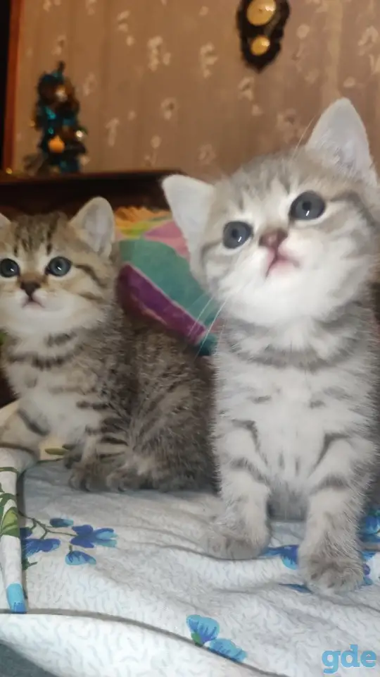 Шотландские чистокровные котята, фотография 13