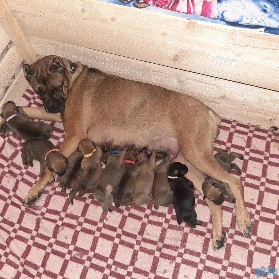 Бронь щенков от молодых родителей, фотография 11