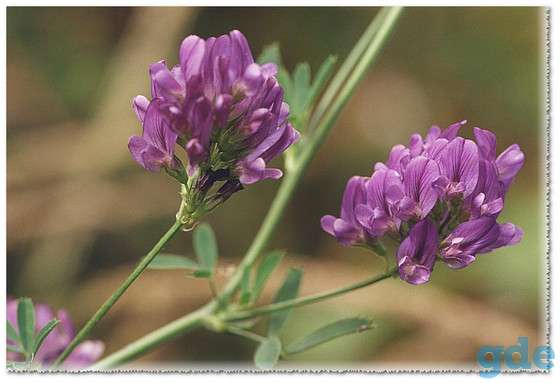 Люцерна посевная (Medicago sativa), фотография 1