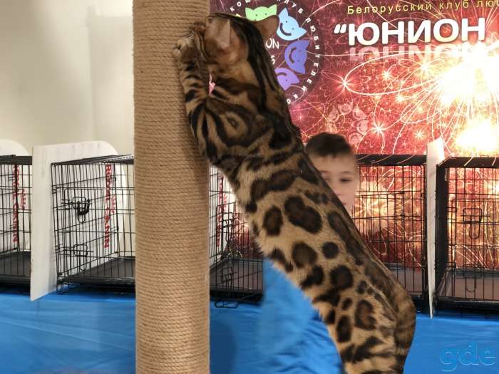 Бенгальский кот вязка Gr. I. Ch породы, фотография 5