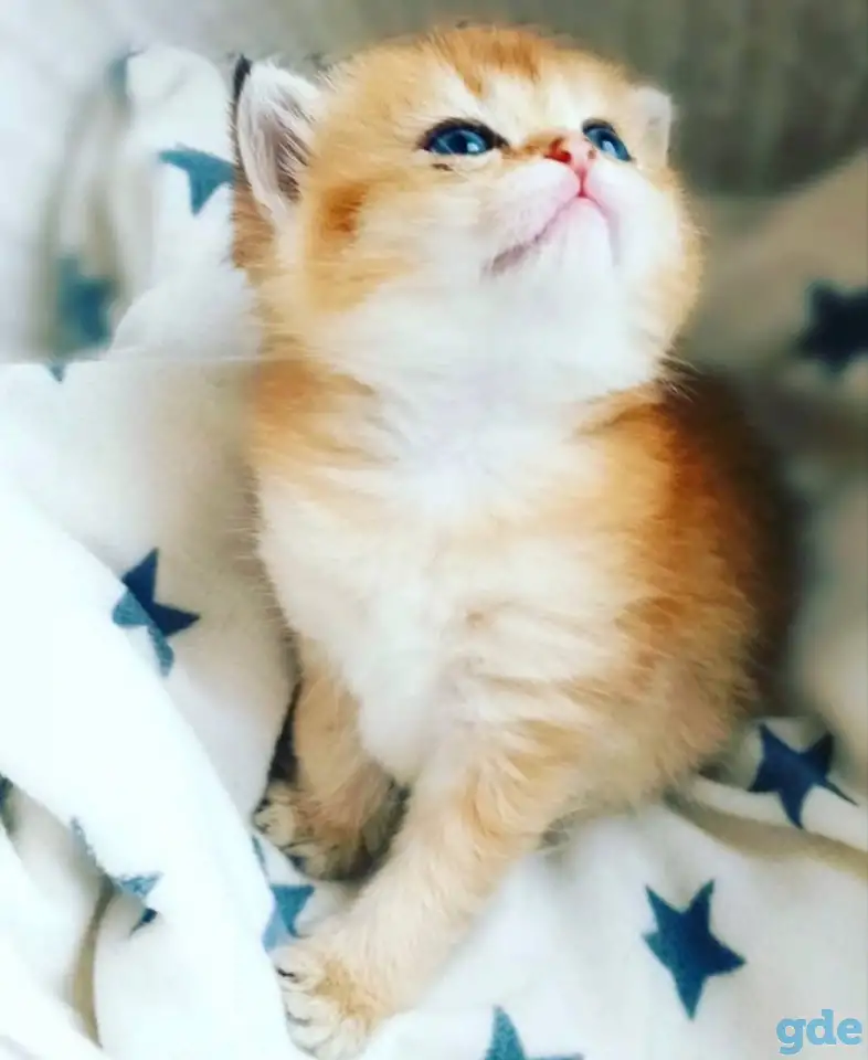 ЗОЛОТАЯ ШИНШИЛЛА шотландские котята, фотография 2