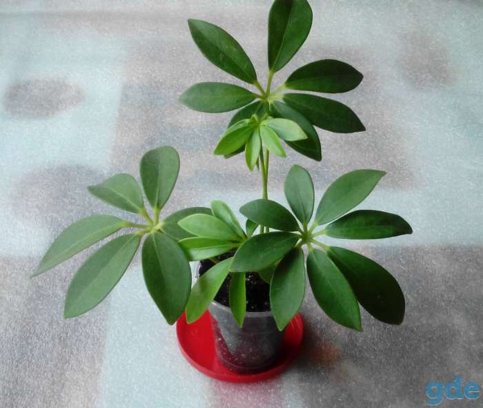 Продам комнатные растения, фотография 4