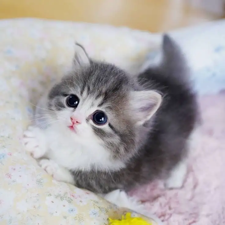 Котенок, фотография 1