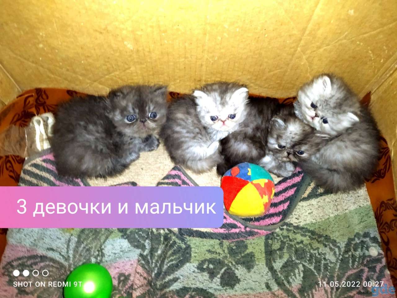 Персидские котята экстремального типа чистокровные.Персы.Котята., фотография 3