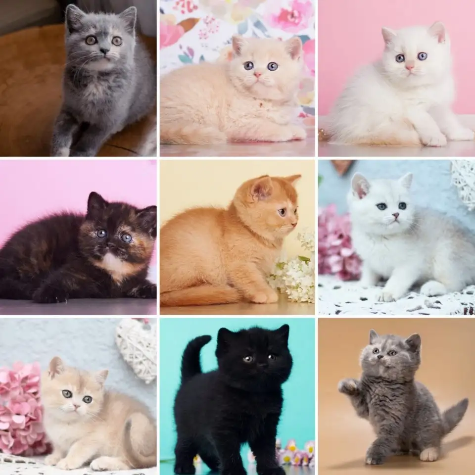 Британские Котята От Чемпионов - Много окрасов!, фотография 3