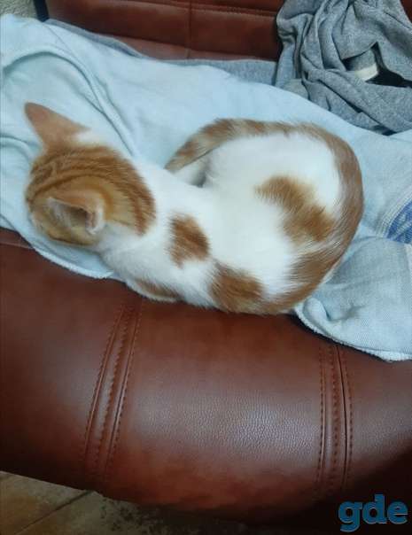 Котенок ищет дом, фотография 3