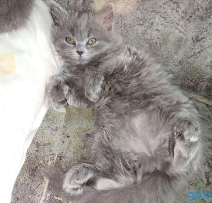 Котята, фотография 2