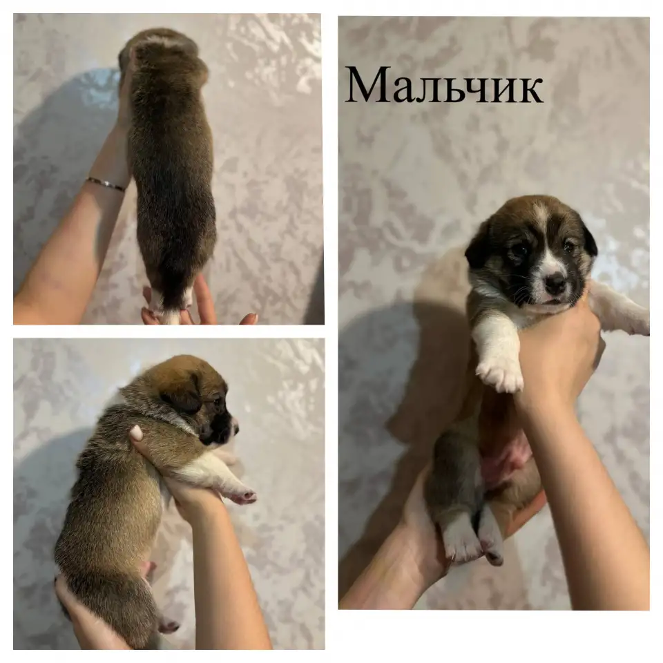 Щенки метисы корги, фотография 1