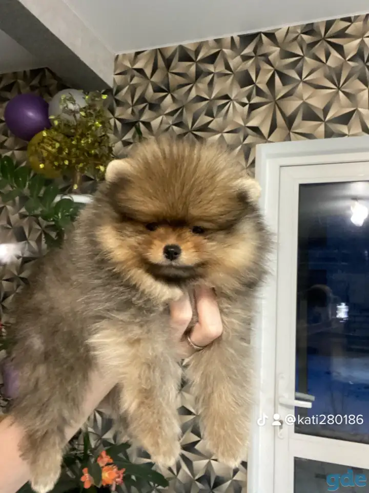 Продажа померанских шпицев, фотография 5