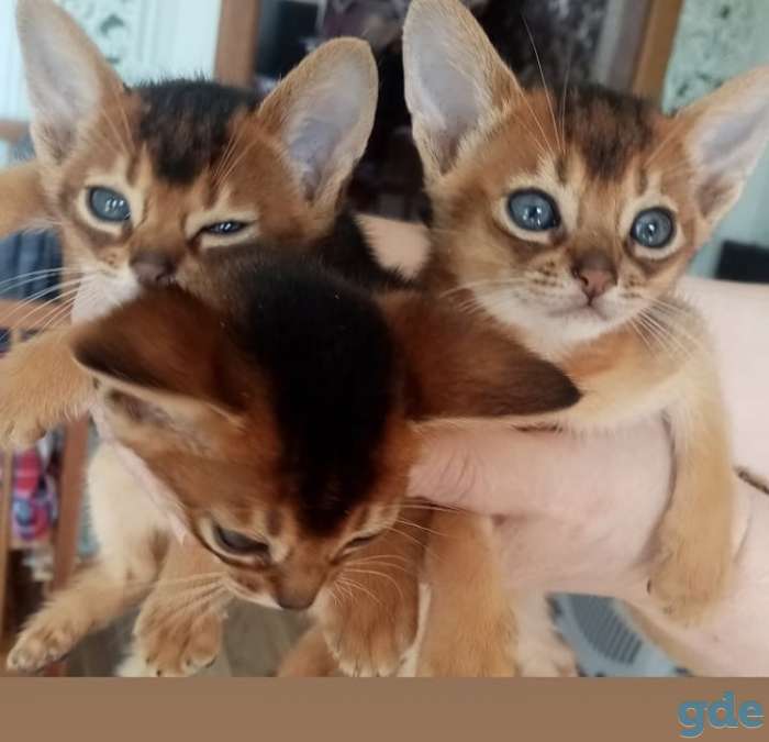 Котята Абиссинские, фотография 2