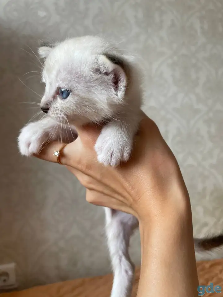 Котята в дар, фотография 2