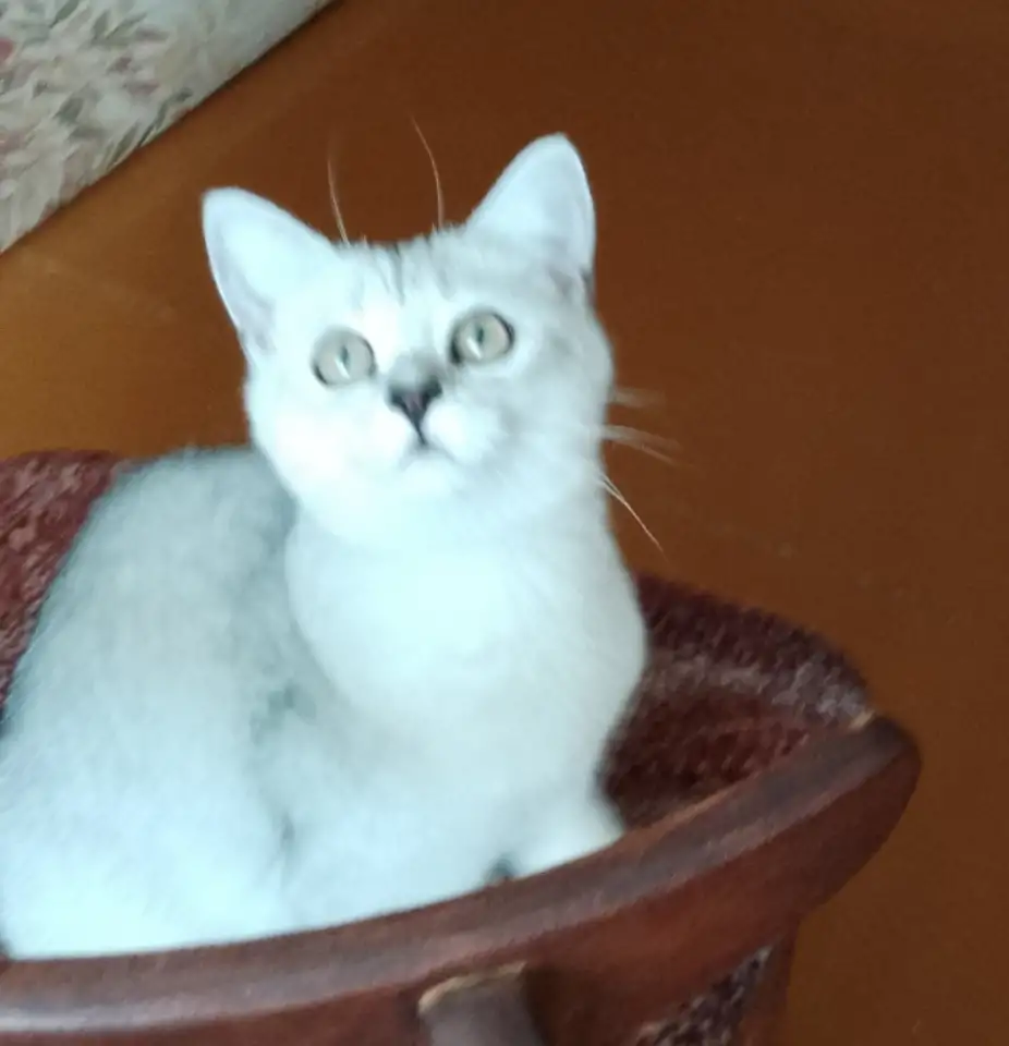 Британские котята, фотография 1
