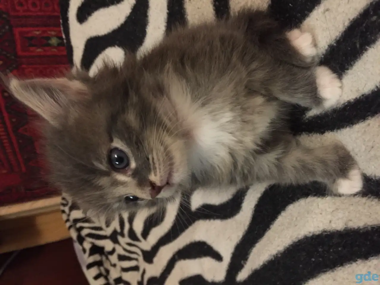 Котенок Мейн Кун, фотография 4