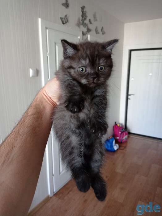 Котята британской короткошерстной, фотография 6