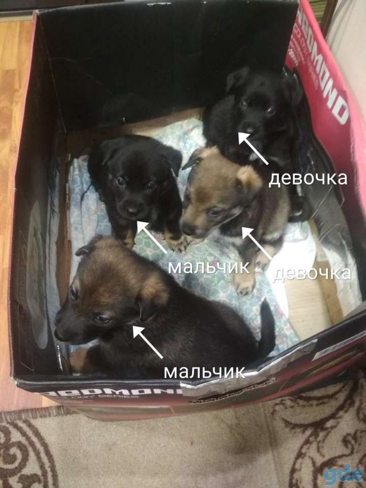 Отдам щенков, фотография 10