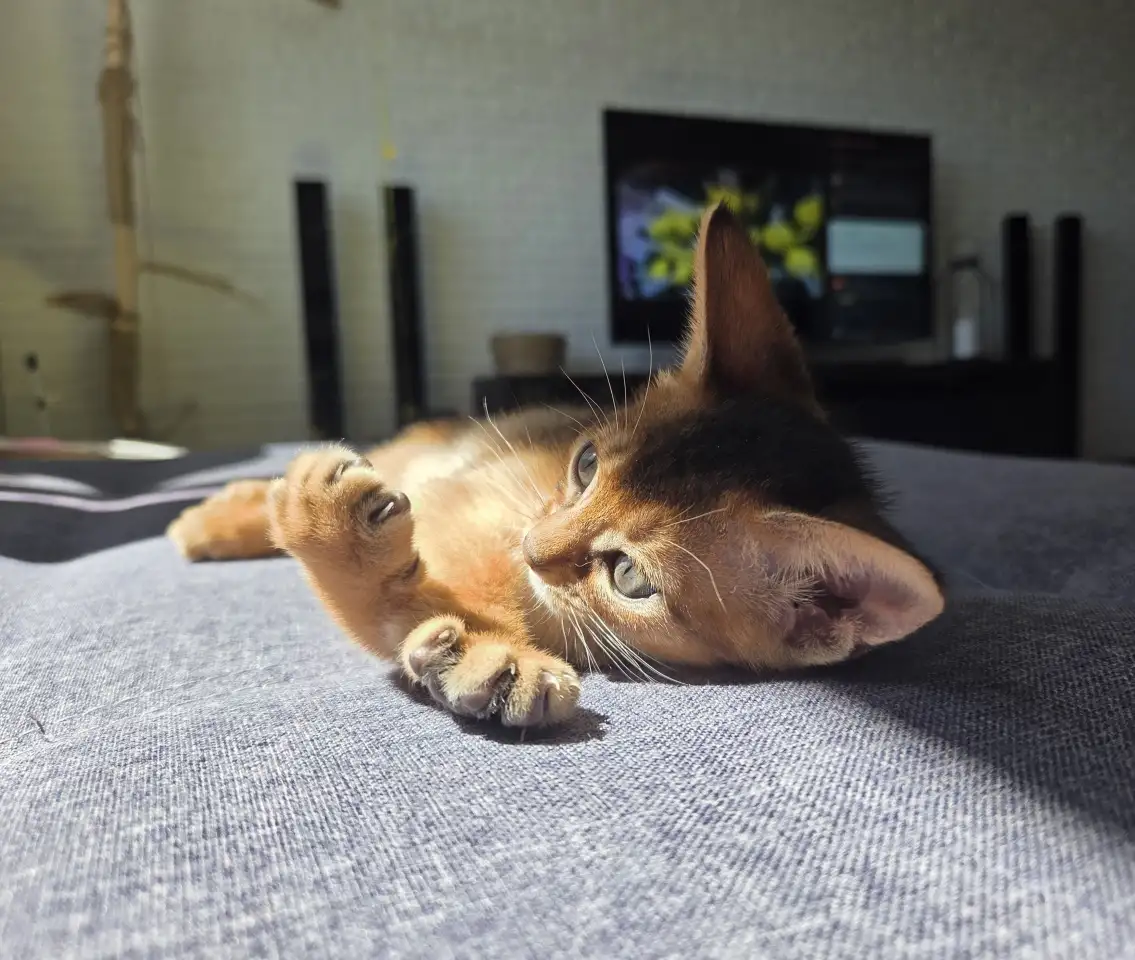 Абиссинский котенок с документами, фотография 2