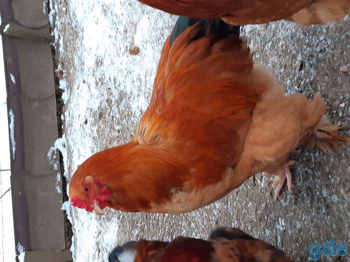 Продам петуха, фотография 1
