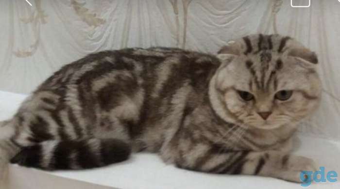 Шотландские котята, фотография 9