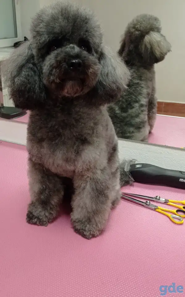 ✂️, фотография 1