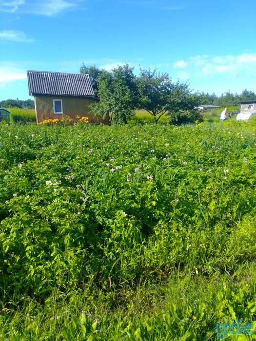 Продажа дача8соток ст росинка от жодино9км, фотография 2