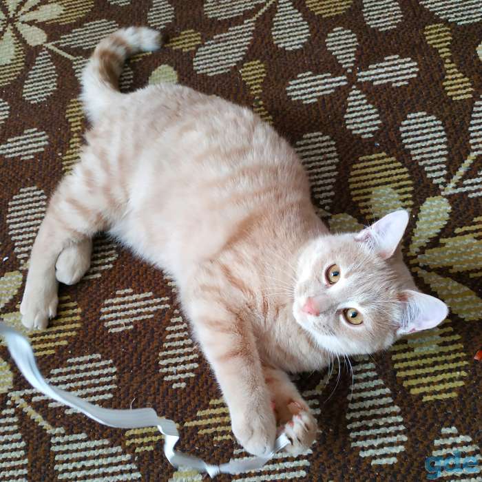 Котёнок 6 мес, фотография 3