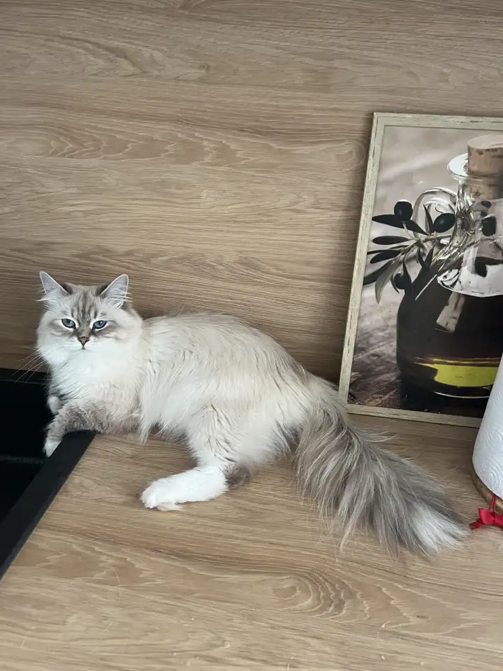 Нужен кот для вязки Невской Маскарадной, фотография 3
