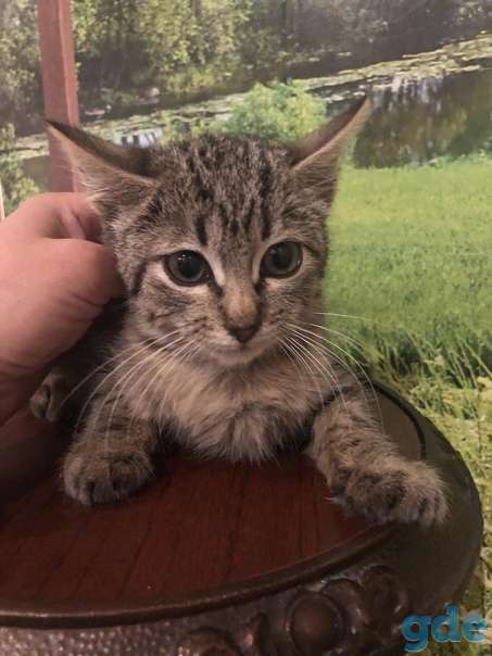 Котенок ищет дом, фотография 2