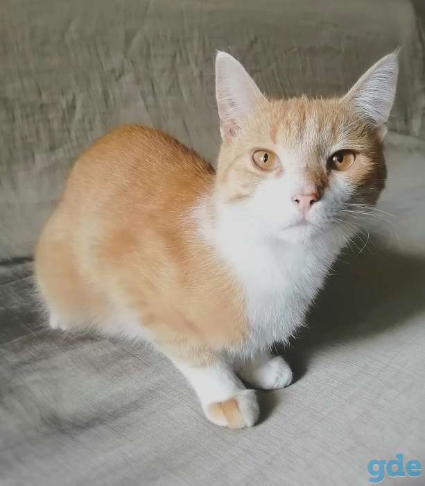 Котенок, фотография 4