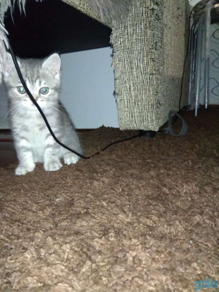 Шотландская кошка, фотография 1