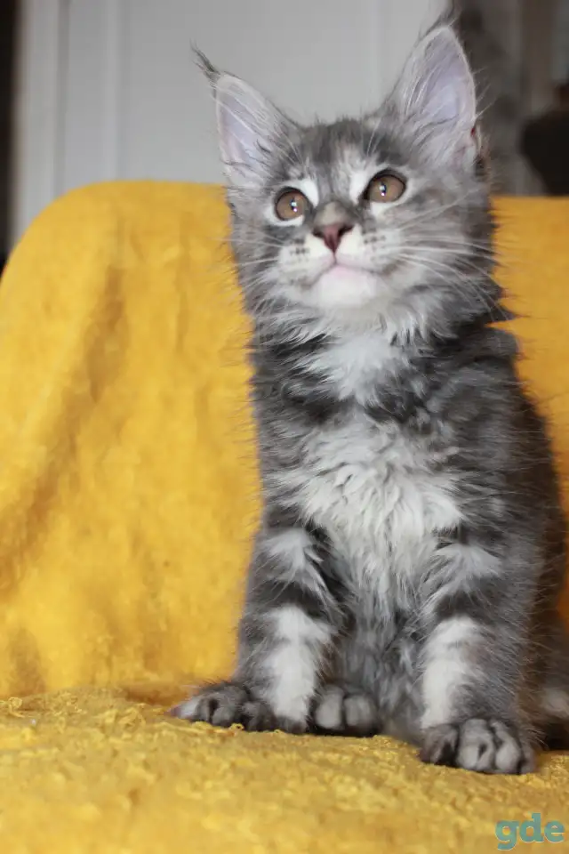 6 Котенок Мейн кун, фотография 3