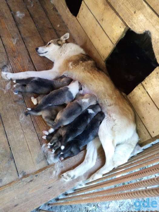 Продам щенков ЗСЛ, фотография 1