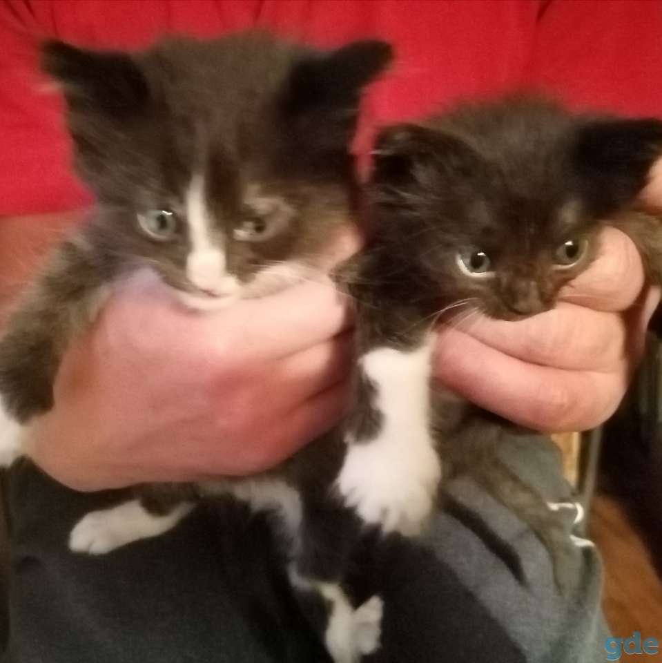 Котята ищут дом, фотография 1