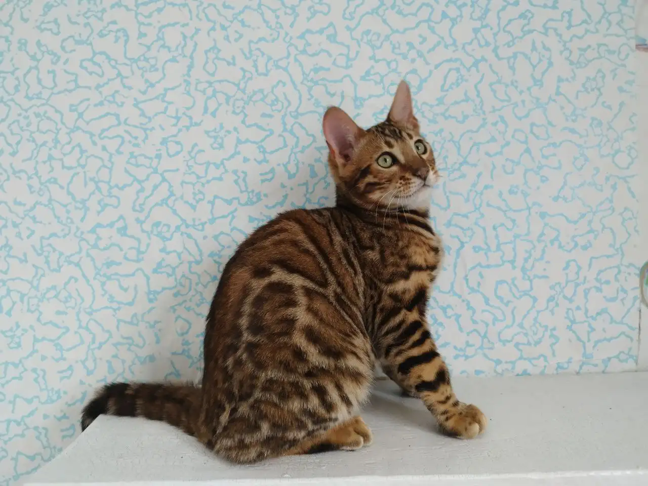 бенгальские котята, фотография 6