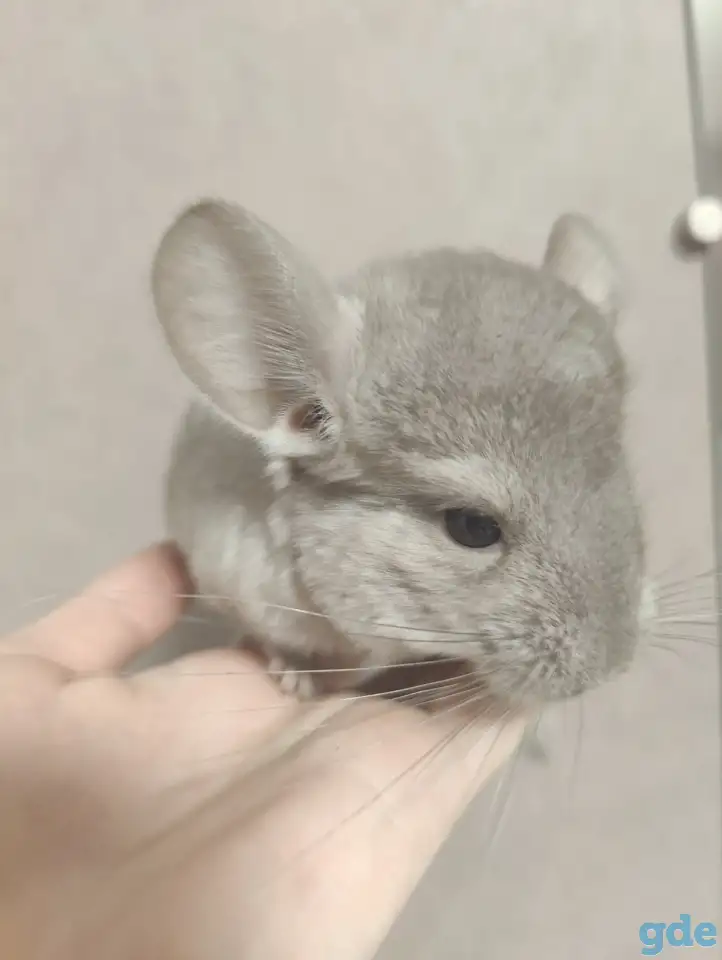 шиншилленок.шиншилла, фотография 1