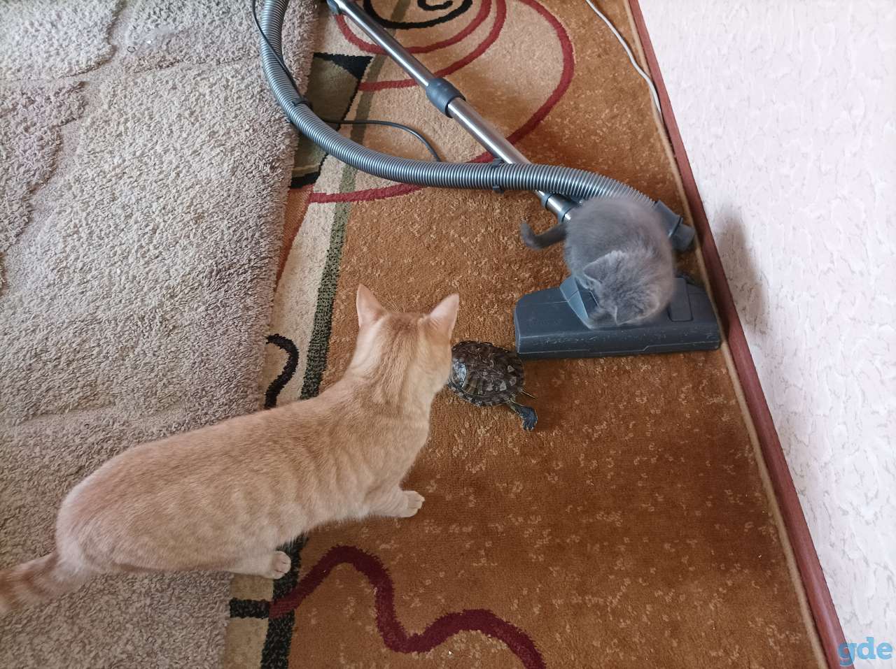 Котята, фотография 5