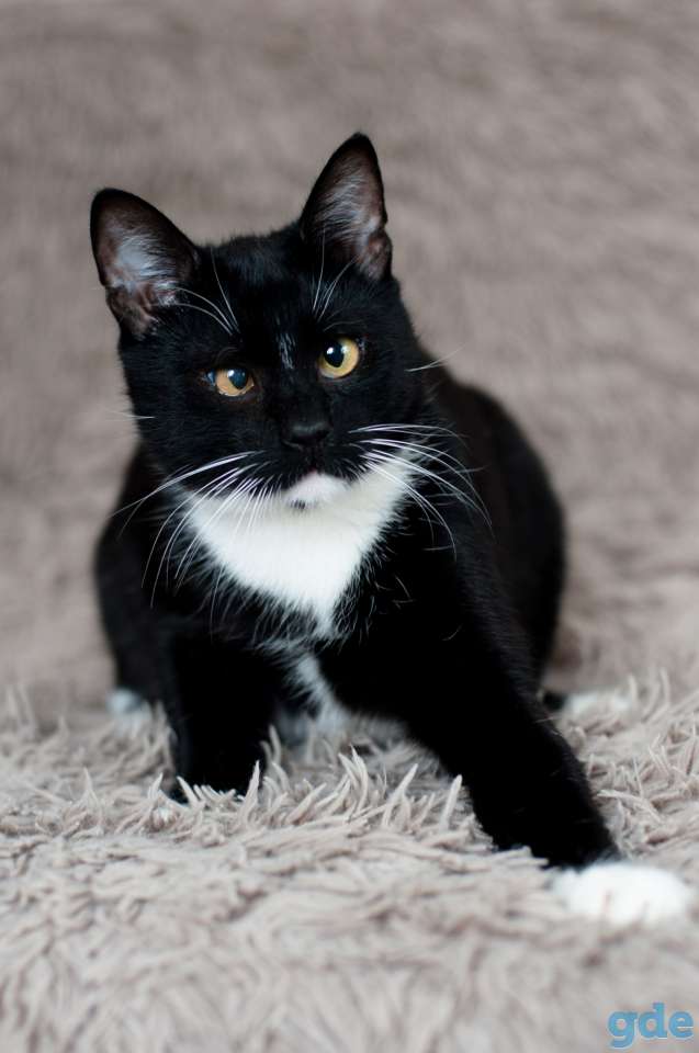 Замечательный кот Солтик в дар, фотография 3