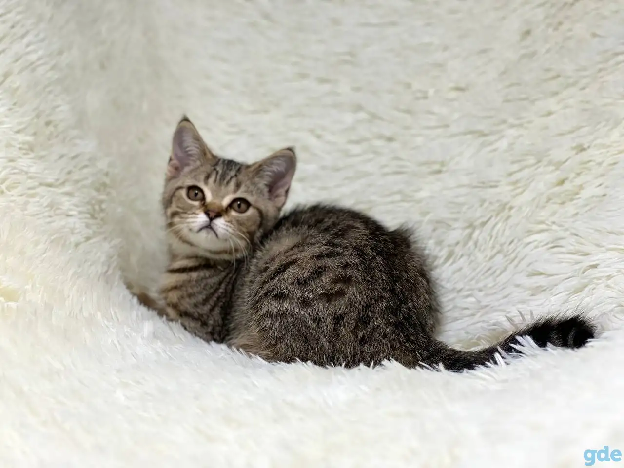 Шотландская прямоухая кошка, котенок страйт, окрас SFS 71 n24, фотография 4