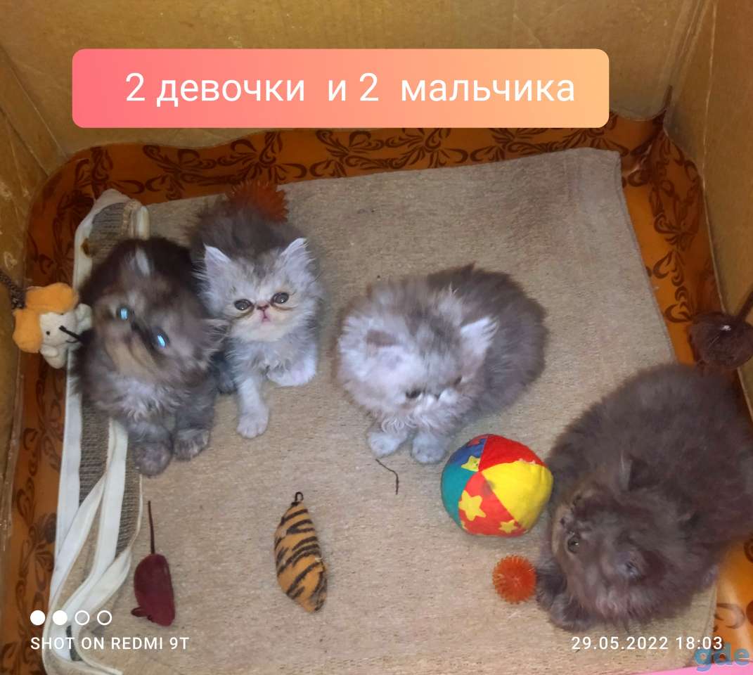 Персидские котята экстремального типа чистокровные персы., фотография 5