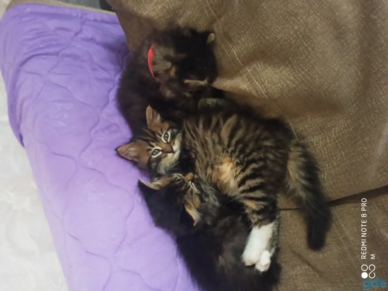 Отдам котят в добрые руки, фотография 1